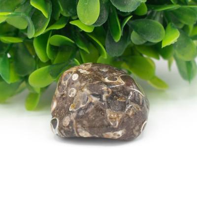 Turritella agatas 